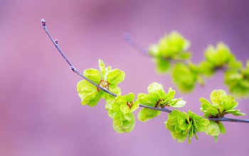 Plants, Violet HD wallpaper