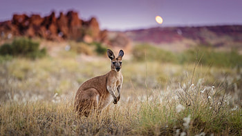 Australia morning, Kangaroo , , Mobile backgrounds HD wallpaper