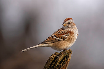 American Tree Sparrow — Nature, Animal, sparrow HD wallpaper