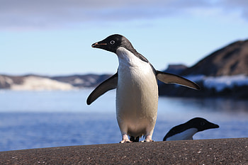 Adelie Penguin, penguin, antarctica, bird, adelie HD wallpaper