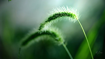 Spring Green, summer, light, green, grass, spring, fresh, Firefox Persona theme HD wallpaper