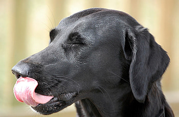 Rosa, dog, labrador, black, nose HD wallpaper