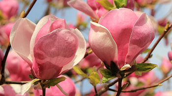 Magnolias, pink, flower, spring, magnolia, tree HD wallpaper