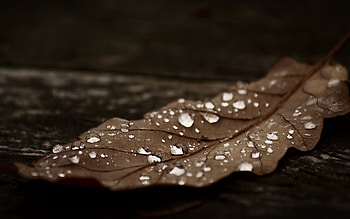 Plants, Water, Autumn, Leaves, Drops HD wallpaper
