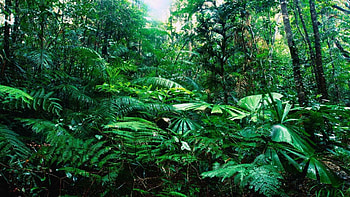 Rainforest HD wallpaper