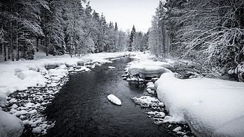 Nature, Rivers, Trees, Snow, Forest HD wallpaper