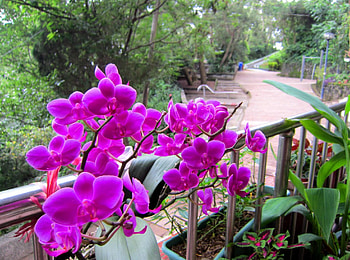 Hiking trail, plant, hiking movement, orchid, mountain HD wallpaper