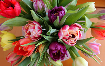 Colorful Tulips, colorful, flowers, bouquet, tulips HD wallpaper