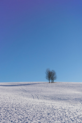 Winter, Trees, Sky, Snow, Horizon, Minimalism HD phone wallpaper