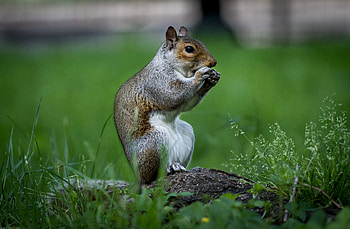 Animals, Squirrel, Grass, Nice, Sweetheart, Beast, Rodent HD wallpaper