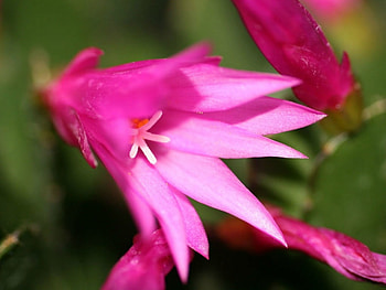 PRETTY SUCCULENT FLOWER, FLOWER, PRETTY, , PINK HD wallpaper