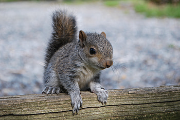 Animals, Squirrel, Rodent, Log HD wallpaper