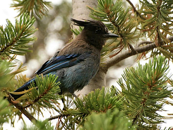 Bird, birds, animals HD wallpaper