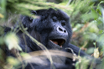 Animals, Muzzle, Gorilla, Monkey, Sight, Opinion HD wallpaper