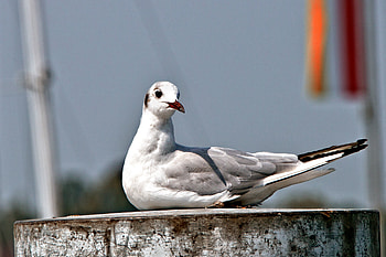 Animals, Bird, Sit, Beak, Gull, Seagull HD wallpaper