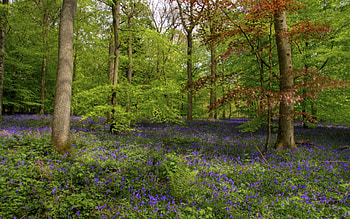 bluebells in a beautiful forest, purple, weeds, flowers, forest HD wallpaper