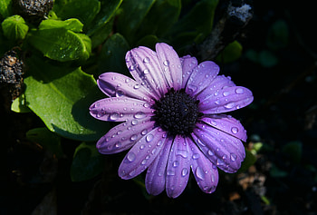 Flowers, Camomile, Violet, Flower, Petals, Purple, Chamomile HD wallpaper