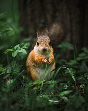 Animals, Squirrel, Fluffy, Animal, Rodent HD phone wallpaper
