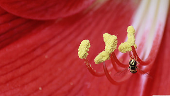 fly, insect, red, flower HD wallpaper