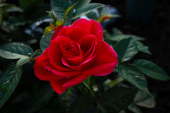 Red rose, Bud, Nature, Flower, Rose HD wallpaper