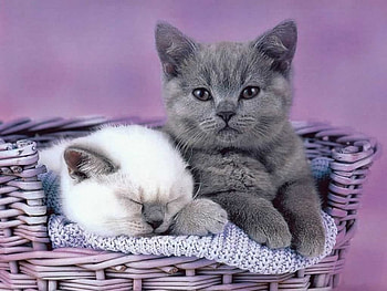 Kittens, animal, kitten, basket, purple, pink, white, grey, cat HD wallpaper