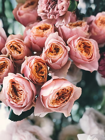 Beautiful pink roses in a classic arrangement, perfect for weddings or anniversaries. HD phone wallpaper