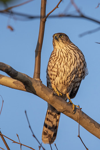 Animals, Feather, Bird, Falcon HD phone wallpaper