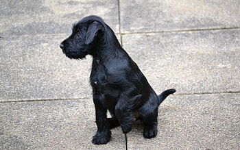 Animals, Dark, Sit, Puppy, Paws HD wallpaper