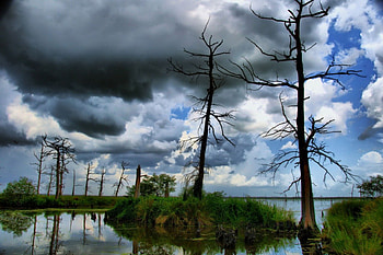 Natures lightning rods, lightnings, nature HD wallpaper