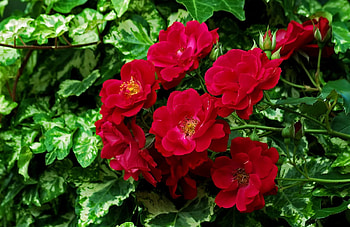 Flowers, Roses, Bush, Close-Up, Greens, Disbanded, Loose HD wallpaper