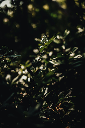 Nature, Leaves, Bush, Plant, Branches HD phone wallpaper