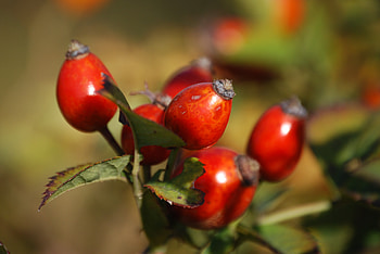 Briar, Macro, Branch, Berry, Fruit HD wallpaper