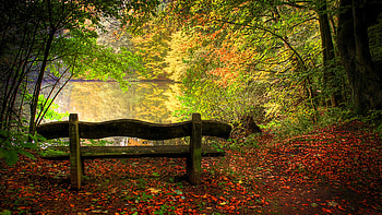 Relaxing Scenario, Reflection, Bench, Autumn, Trees, Lake HD wallpaper