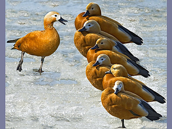 Inspection, cool, ducks HD wallpaper