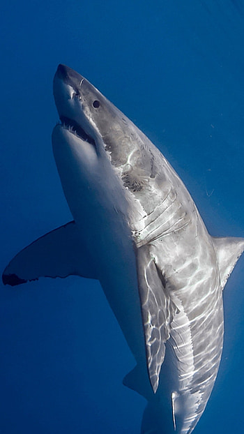 Shark, Blue Fish HD phone wallpaper