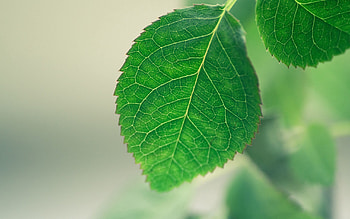 Background, Macro, Sheet, Leaf HD wallpaper