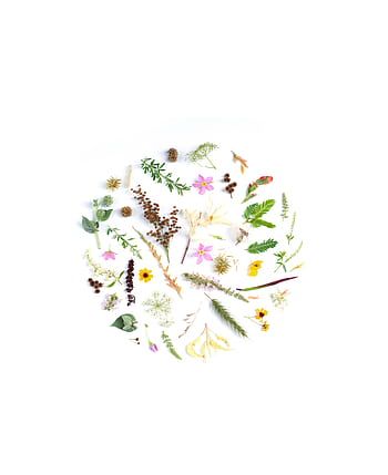 A creative arrangement of diverse botanical elements forming a circle on a white background. HD phone wallpaper