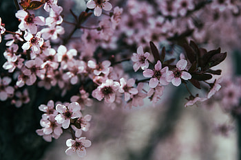 Flowers, Bloom, Flowering, Branch, Spring HD wallpaper
