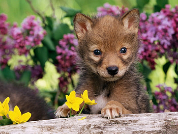 Animals, Dogs HD wallpaper