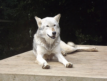 Beautiful Grey Wolf, Colchester Zoo, Wolf, Canid, Grey, Grey Wolf HD wallpaper
