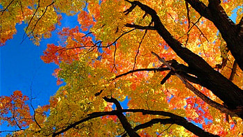 Autumn View, leaves, nature, Autumn, Tree HD wallpaper
