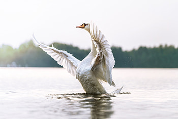 Swan, Animals, Rescuing stranded swan HD wallpaper