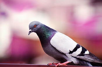 Detailed close-up of a rock pigeon with vibrant plumage against a colorful blurred background. HD wallpaper
