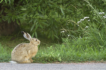 Animals, Grass, Fright, Hare, Hare-Rusak HD wallpaper