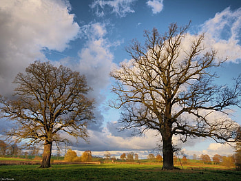 Nature, Trees, Grass, Autumn, Clouds, Branches, Field HD wallpaper