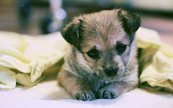 Animals, Sight, Opinion, Puppy, Kid, Tot, Material HD wallpaper