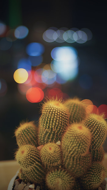 Cactuses, Flowers, Glare, Barbed, Spiny, Bokeh, Boquet, Indoor Plant, Houseplant, Succulents HD phone wallpaper