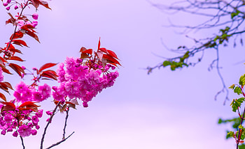 Flowers, Sky, Pink, Bush, Flower, Macro, Bloom, Flowering, Branch HD wallpaper
