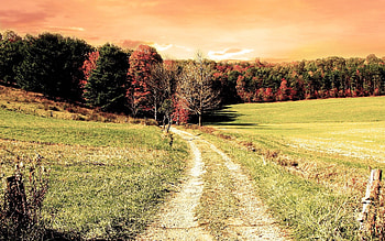 Road, Nature, Trees, Autumn, Forest, Field, Color, Colors HD wallpaper