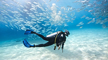 Schools of fish, Diving HD wallpaper